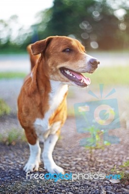 Portrait Of A Cute Brown Dog Stock Photo