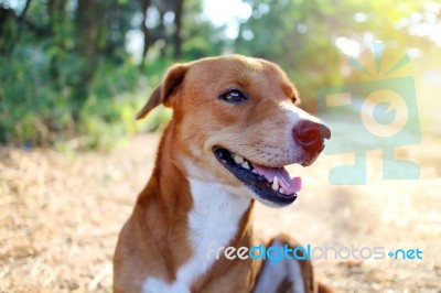 Portrait Of A Cute Brown Dog Stock Photo