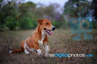 Portrait Of A Cute Brown Dog Stock Photo