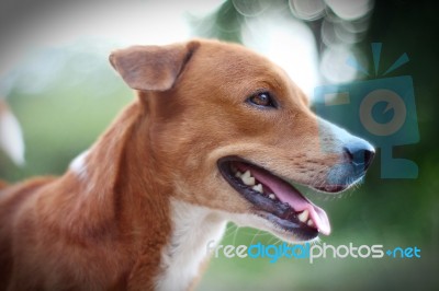 Portrait Of A Cute Brown Dog Stock Photo