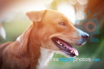 Portrait Of A Cute Brown Dog Stock Photo