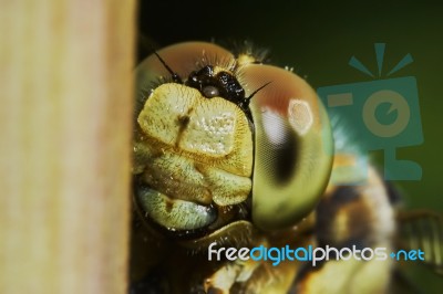 Portrait Of A Dragonfly Stock Photo