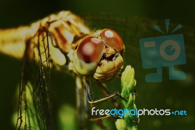 Portrait Of A Dragonfly Stock Photo