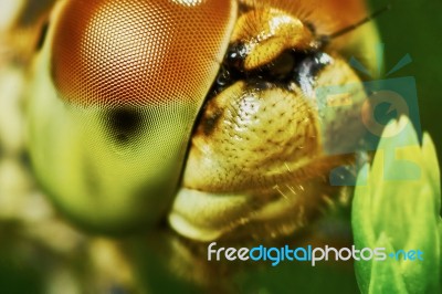 Portrait Of A Dragonfly Stock Photo