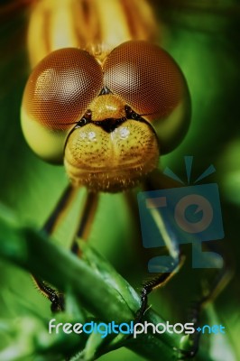 Portrait Of A Dragonfly Stock Photo