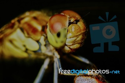 Portrait Of A Dragonfly Stock Photo