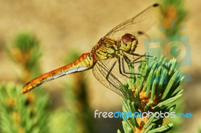 Portrait Of A Dragonfly Stock Photo