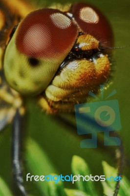 Portrait Of A Dragonfly Stock Photo