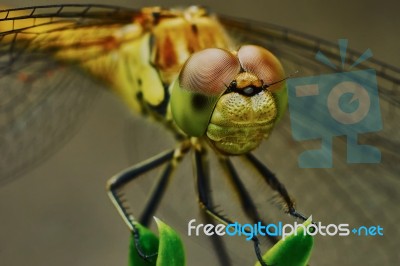 Portrait Of A Dragonfly Stock Photo