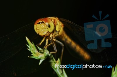 Portrait Of A Dragonfly Stock Photo