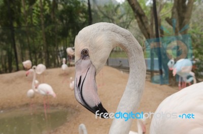 Portrait Of A Flamingo Stock Photo