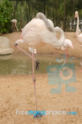 Portrait Of A Flamingo Stock Photo