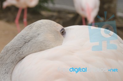 Portrait Of A Flamingo Stock Photo