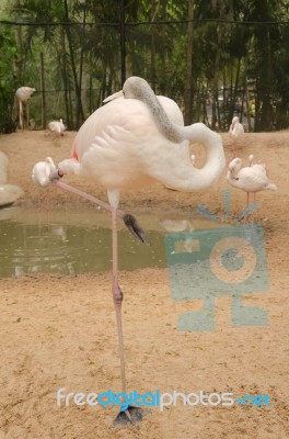 Portrait Of A Flamingo Stock Photo