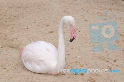 Portrait Of A Flamingo Stock Photo