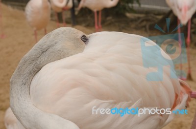 Portrait Of A Flamingo Stock Photo