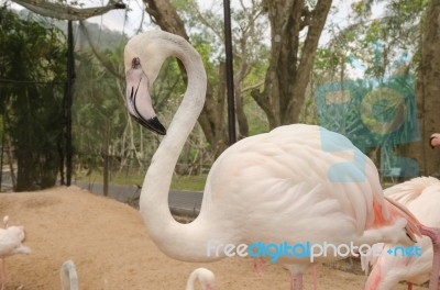 Portrait Of A Flamingo Stock Photo