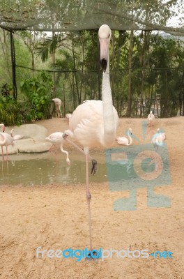 Portrait Of A Flamingo Stock Photo