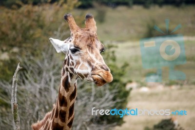 Portrait Of A Giraffe (giraffa Camelopardalis) Stock Photo