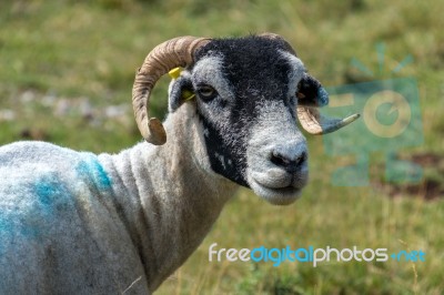 Portrait Of A Goat Near The Village Of Conistone In The Yorkshir… Stock Photo