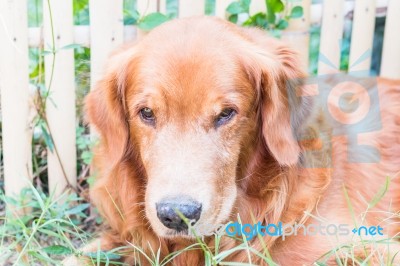 Portrait Of A Golden Retriever Stock Photo