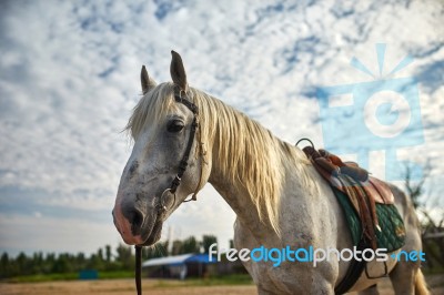 Portrait Of A Horse Stock Photo