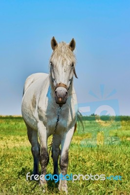 Portrait Of A Horse Stock Photo