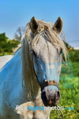 Portrait Of A Horse Stock Photo