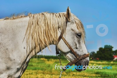 Portrait Of A Horse Stock Photo