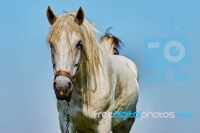 Portrait Of A Horse Stock Photo