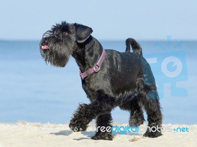 Portrait Of A Miniature Schnauzer On The Beach Stock Photo