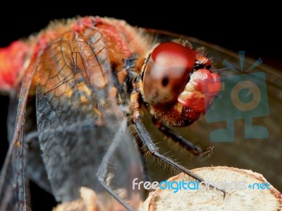 Portrait Of A Red Dragonfly Stock Photo