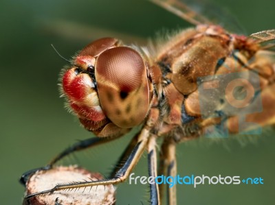 Portrait Of A Red Dragonfly Stock Photo