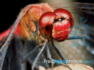 Portrait Of A Red Dragonfly Stock Photo