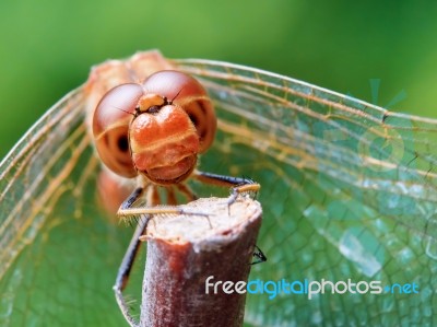 Portrait Of A Red Dragonfly Stock Photo