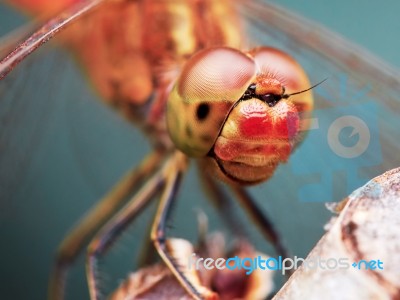 Portrait Of A Red Dragonfly Stock Photo