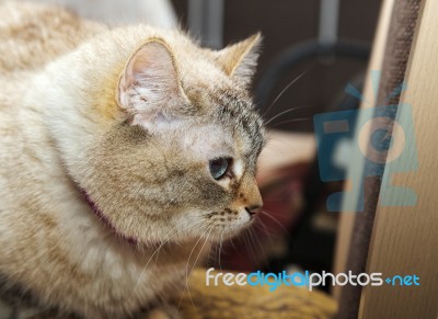 Portrait Of A Siamese Cat In Profile Stock Photo