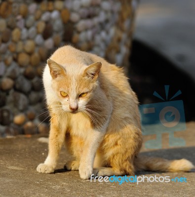 Portrait Of A Street Cat Stock Photo