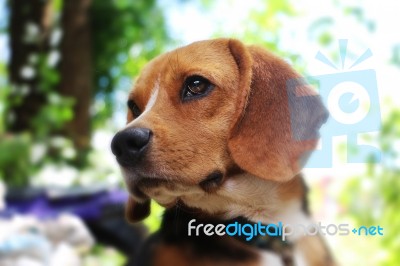 Portrait Of An Adorable  Beagle Dog Stock Photo