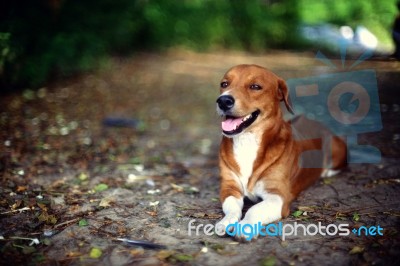 Portrait Of An Adorable Brown Dog Stock Photo