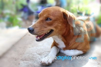 Portrait Of An Adorable  Brown Dog Stock Photo