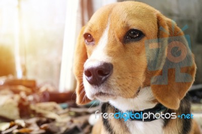 Portrait Of  An Lovely Beagle Do Stock Photo