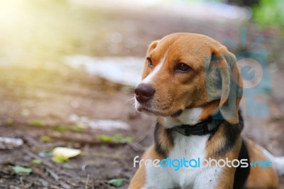 Portrait Of  Beagle Dog Outdoor Stock Photo