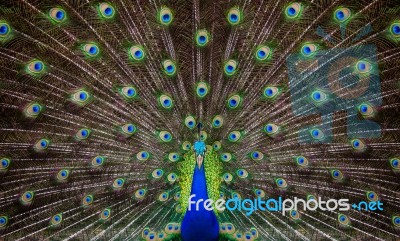 Portrait Of Beautiful Peacock Stock Photo