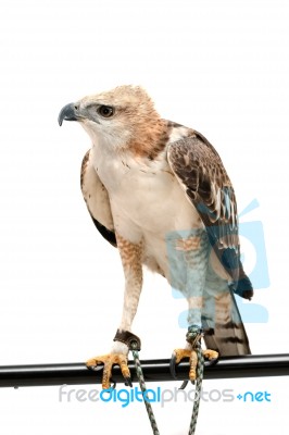 Portrait Of Beauty Hawk ,changeable Hawk Eagle (nisaetus Limnaeetus) Stock Photo