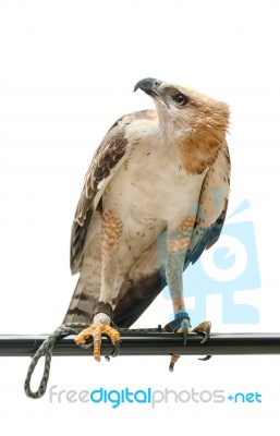 Portrait Of Beauty Hawk ,changeable Hawk Eagle (nisaetus Limnaeetus) Stock Photo