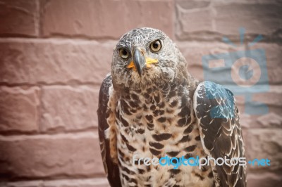 Portrait Of Beauty Hawk On Falconer's Hand Stock Photo