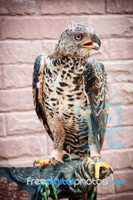 Portrait Of Beauty Hawk On Falconer's Hand Stock Photo