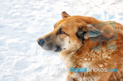 Portrait Of Big Red Dog Lying On Snow Stock Photo