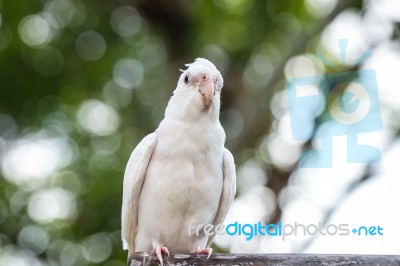 Portrait Of Cockatiel Stock Photo